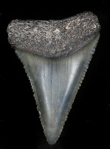 Serrated, Fossil Great White Shark Tooth - Florida #34775